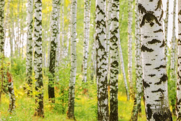 Yaz aylarında güneşli huş ağacı orman