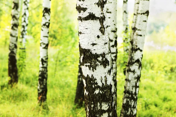 Zomer in zonnige berk bos — Stockfoto