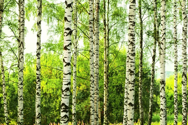 Verão na ensolarada floresta de bétula — Fotografia de Stock