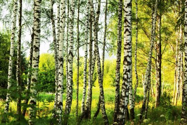 Yaz aylarında güneşli huş ağacı orman