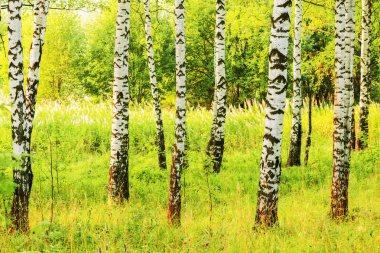 Yaz aylarında güneşli huş ağacı orman
