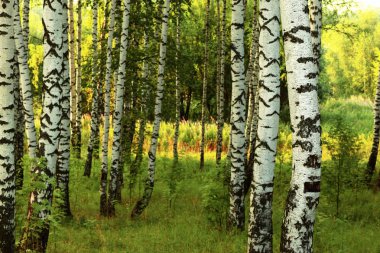 Yaz aylarında güneşli huş ağacı orman