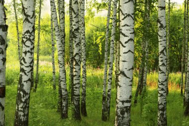 Yaz aylarında güneşli huş ağacı orman