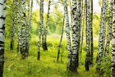 Yaz aylarında güneşli huş ağacı orman