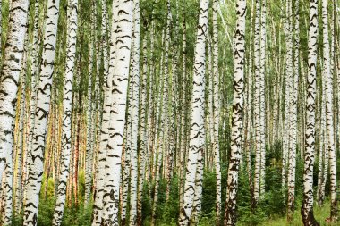 Yaz aylarında güneşli huş ağacı orman