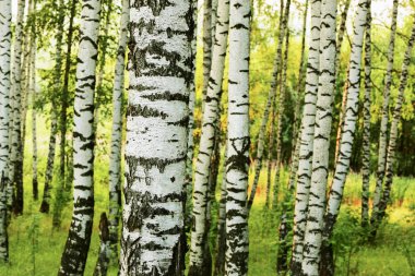 Yaz aylarında güneşli huş ağacı orman