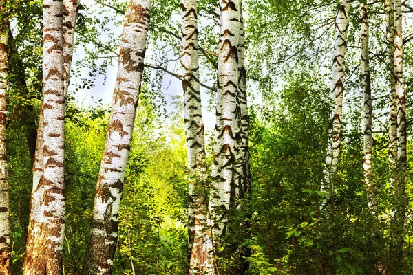 Verão na ensolarada floresta de bétula — Fotografia de Stock