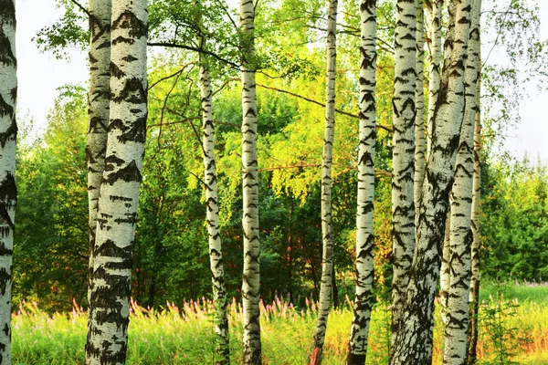 Sommar i soliga björkskogen — Stockfoto