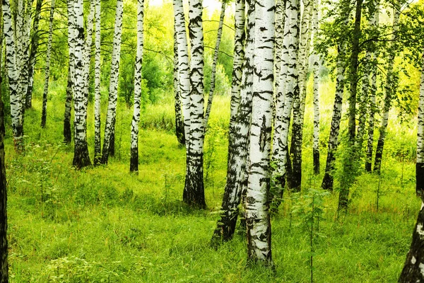 Sommar i soliga björkskogen — Stockfoto