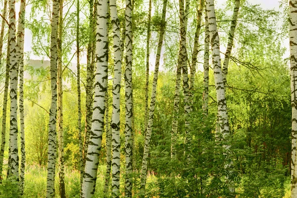 Yaz aylarında güneşli huş ağacı orman