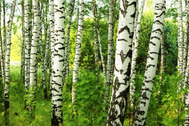 Yaz aylarında güneşli huş ağacı orman
