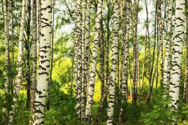 Yaz aylarında güneşli huş ağacı orman