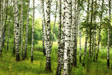 Yaz aylarında güneşli huş ağacı orman