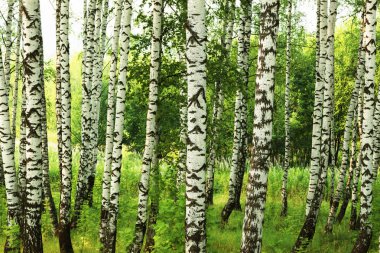 Yaz aylarında güneşli huş ağacı orman