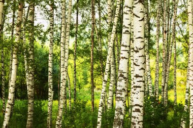 Yaz aylarında güneşli huş ağacı orman