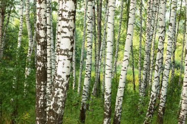 Yaz aylarında güneşli huş ağacı orman