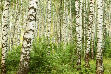 Yaz aylarında güneşli huş ağacı orman