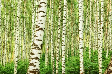 Yaz aylarında güneşli huş ağacı orman