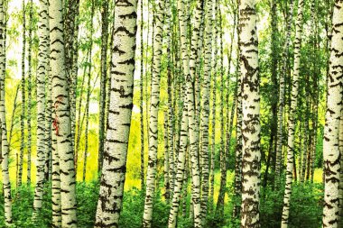 Yaz aylarında güneşli huş ağacı orman