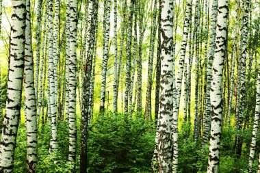 Yaz aylarında güneşli huş ağacı orman