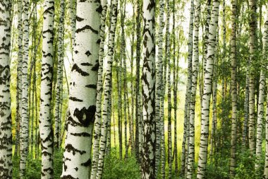 Yaz aylarında güneşli huş ağacı orman