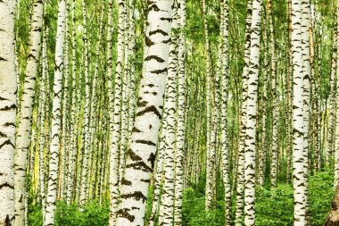 Yaz aylarında güneşli huş ağacı orman