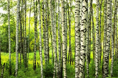 Yaz aylarında güneşli huş ağacı orman