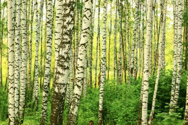 Yaz aylarında güneşli huş ağacı orman