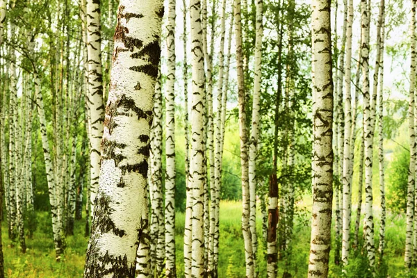 Zomer in zonnige berk bos — Stockfoto