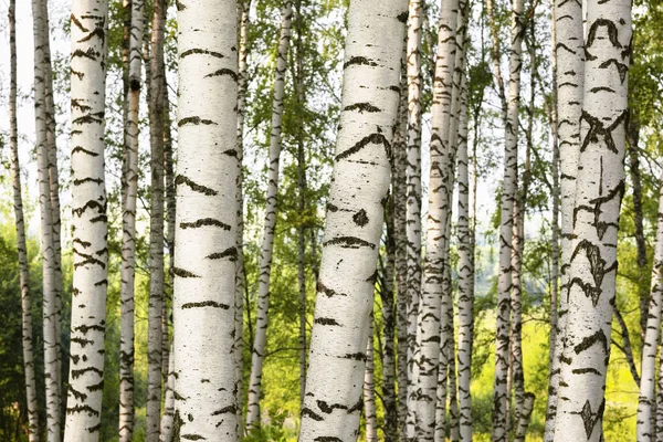 Yaz aylarında güneşli huş ağacı orman