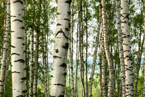 Verão na ensolarada floresta de bétula — Fotografia de Stock