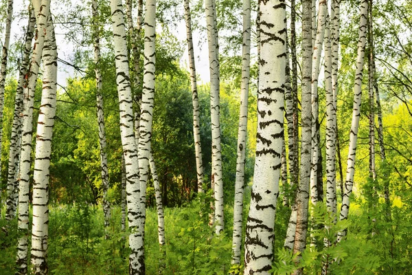 Sommar i soliga björkskogen — Stockfoto