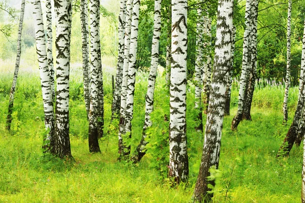 Zomer in zonnige berk bos — Stockfoto