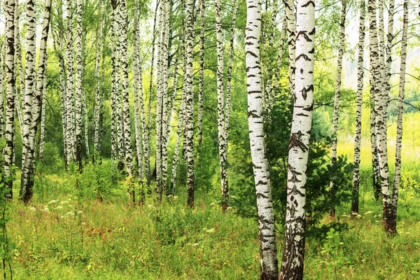 Sommer im sonnigen Birkenwald — Stockfoto