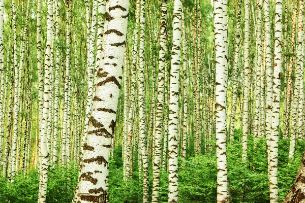 Yaz aylarında güneşli huş ağacı orman