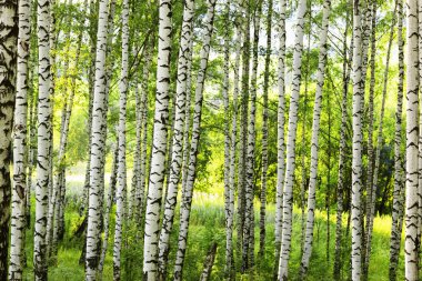 Yaz aylarında güneşli huş ağacı orman