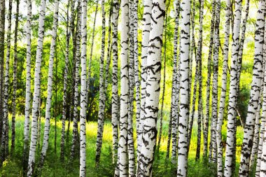 Yaz aylarında güneşli huş ağacı orman