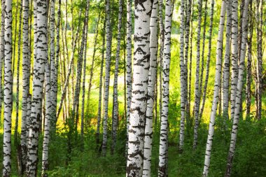 Yaz aylarında güneşli huş ağacı orman
