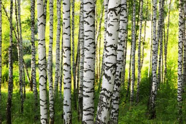 Yaz aylarında güneşli huş ağacı orman