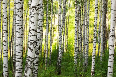 Yaz aylarında güneşli huş ağacı orman