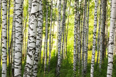 Yaz aylarında güneşli huş ağacı orman