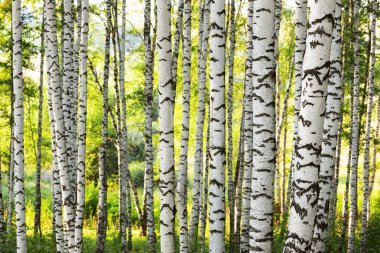 Yaz aylarında güneşli huş ağacı orman