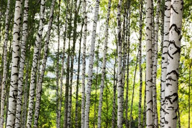 Yaz aylarında güneşli huş ağacı orman