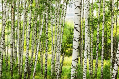 Yaz aylarında güneşli huş ağacı orman