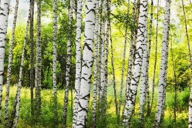 Yaz aylarında güneşli huş ağacı orman