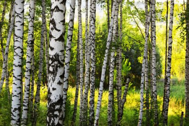 Yaz aylarında güneşli huş ağacı orman