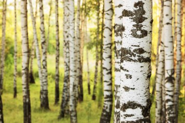 Yaz aylarında güneşli huş ağacı orman
