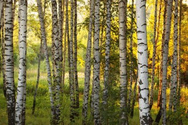 Yaz aylarında güneşli huş ağacı orman