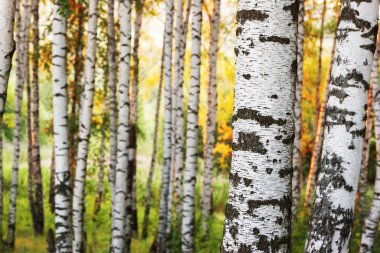 Yaz aylarında güneşli huş ağacı orman