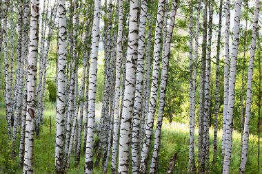 Yaz aylarında güneşli huş ağacı orman